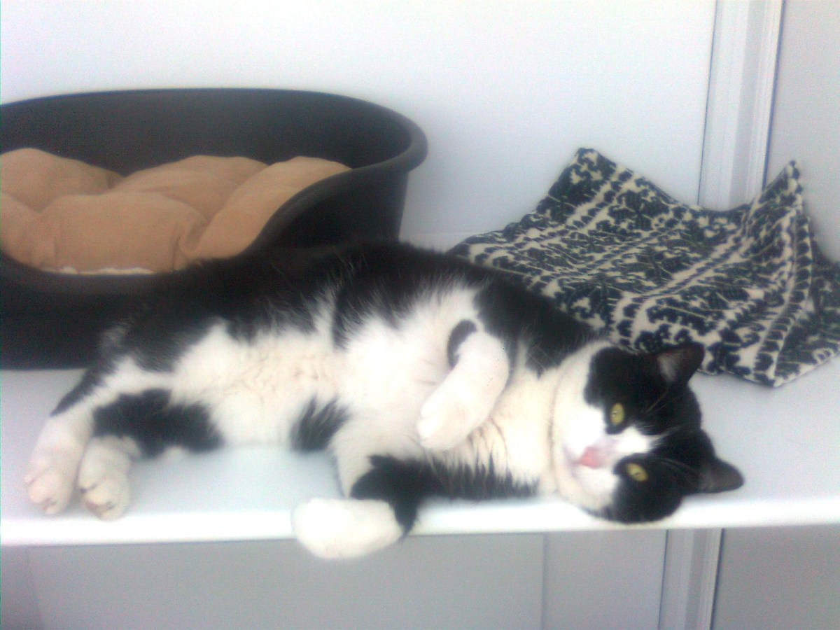 sparkie who loves games