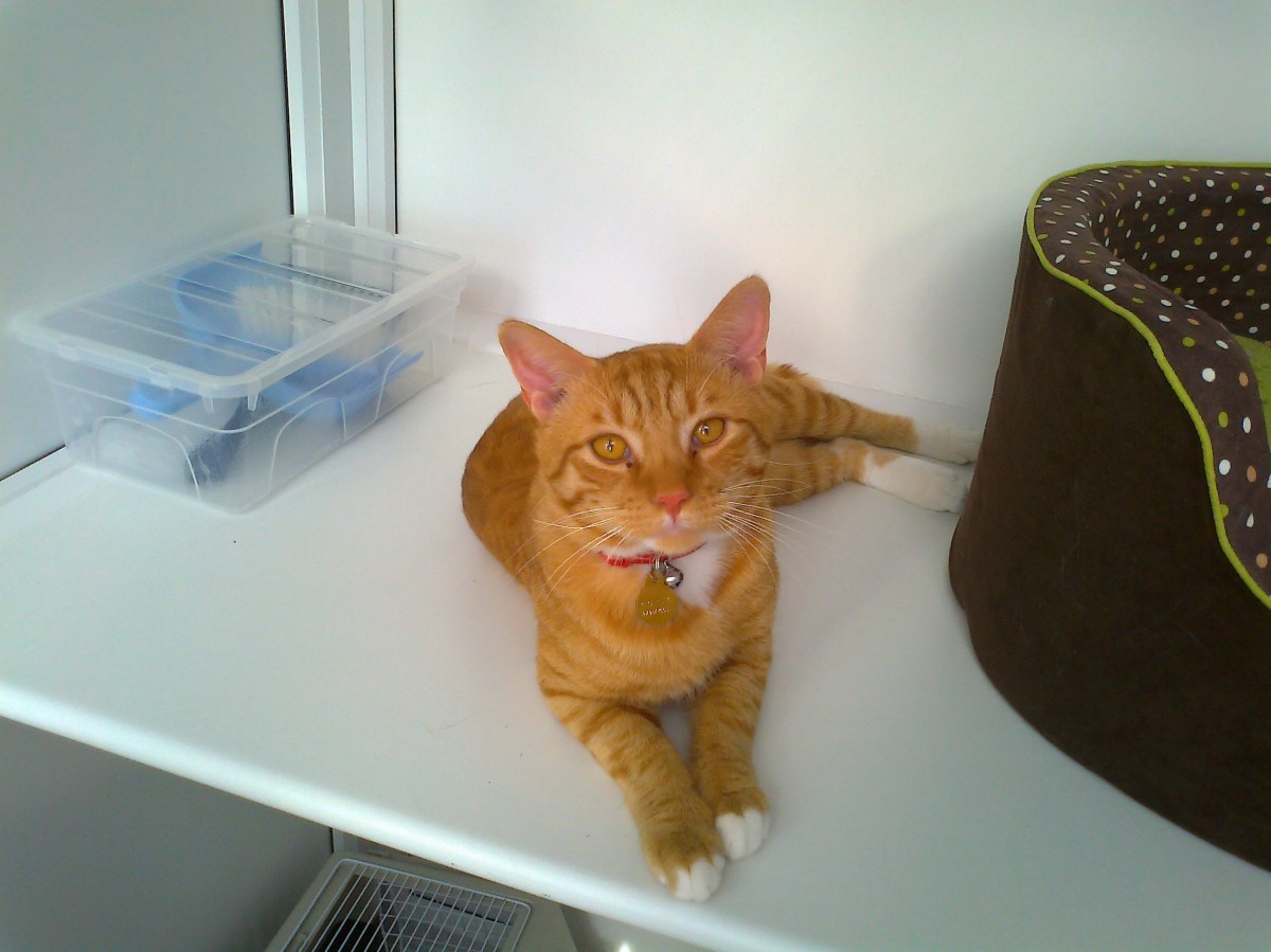 Charlie in casual mood