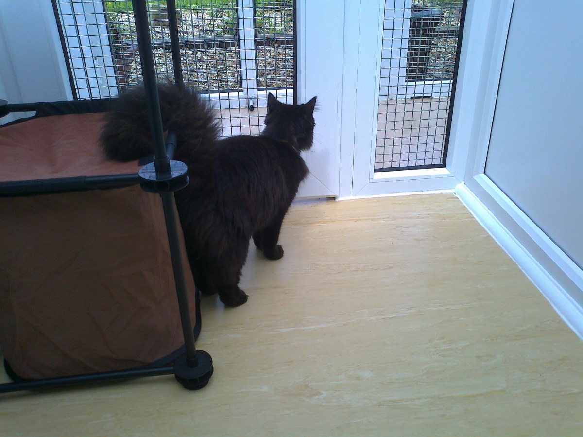 Batman checking the birds