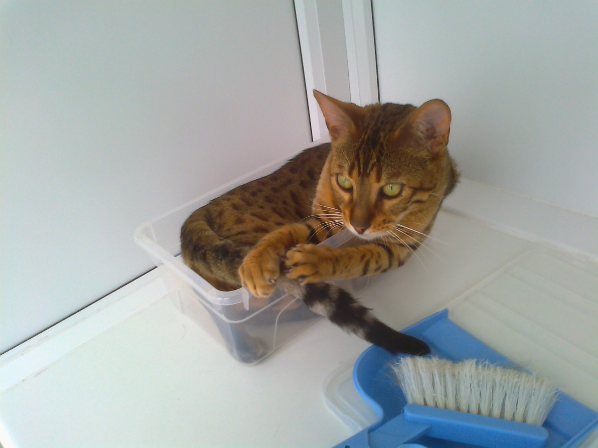 Dillon helping with cleaning